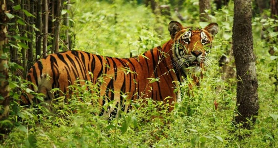 2 Days Chitwan Jungle Safari Tour from Pokhara/Kathmandu - What the $117 price really covers