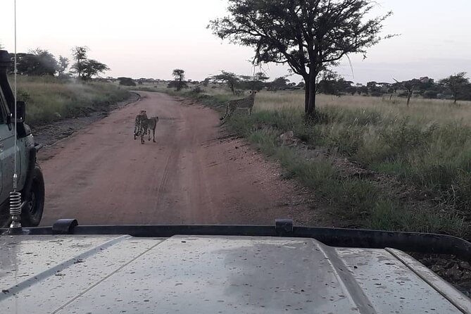 2 Days Group Joining Camping Safari Tarangire Park and Ngorongoro Crater - What $500 covers, and what it does not