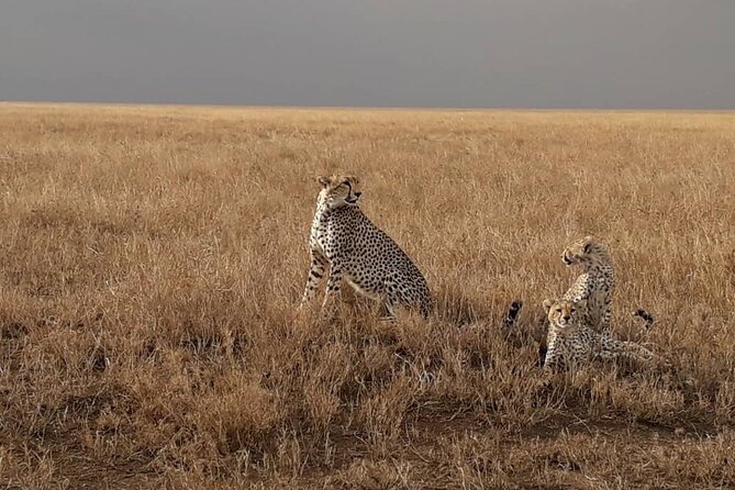2 Days Group Joining Camping Safari Tarangire Park and Ngorongoro Crater - Who should book this safari?