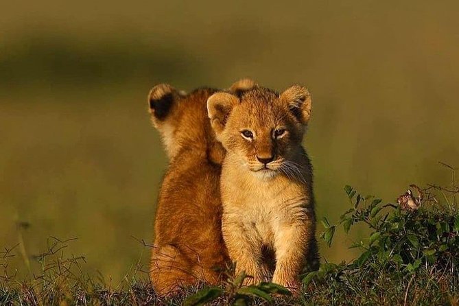 2 days Mid Range Safari in Ngorongoro and Tarangire Big 5 Parks - Two parks, two very different safari moods