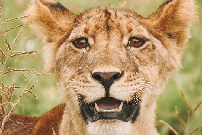 2 days Mid Range Safari in Ngorongoro and Tarangire Big 5 Parks - Who will enjoy this safari most?