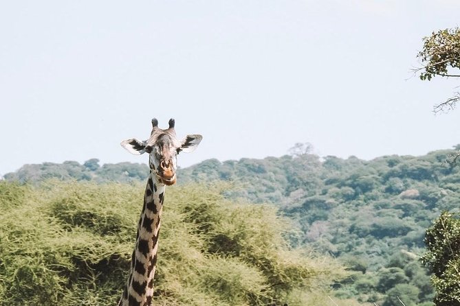 2 days Mid Range Safari in Ngorongoro and Tarangire Big 5 Parks - The 5:00 am start from Arusha