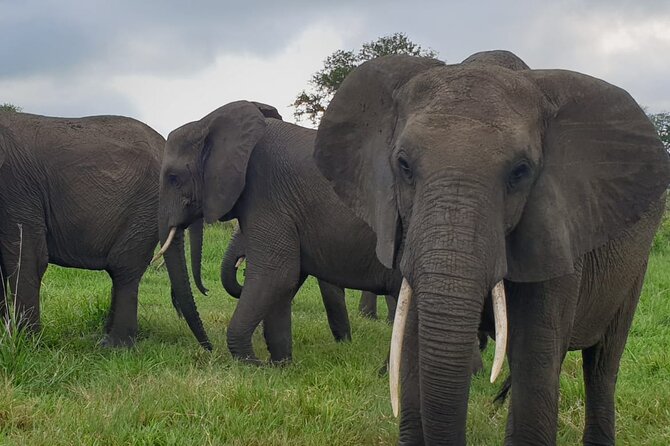 2 Days Mikumi National Park Safari From Dar es salaam or Zanzibar - Who should book this Mikumi safari