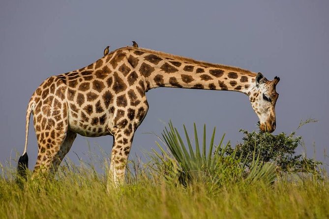 2 Days Popular Safari to Lake Mburo National Park - Day two begins with an early game drive