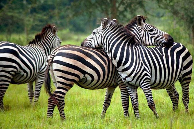 2 Days Popular Safari to Lake Mburo National Park - Mpambire Drum Village and the Equator at Kayabwe