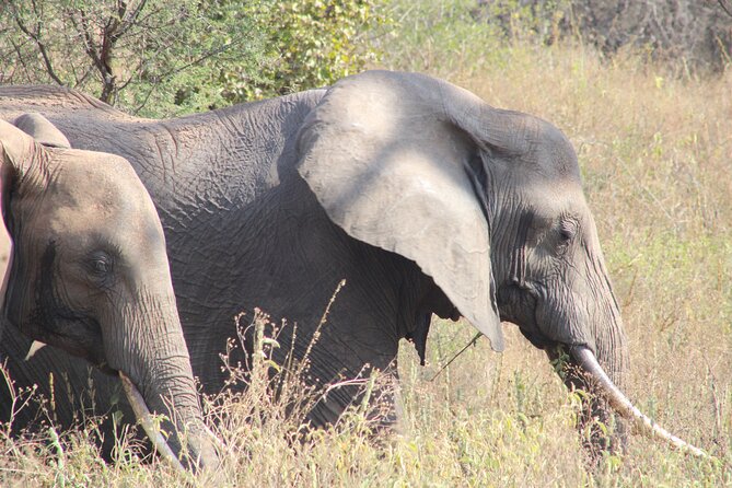 2 days private lodge safari - Day one: elephants and baobabs in Tarangire
