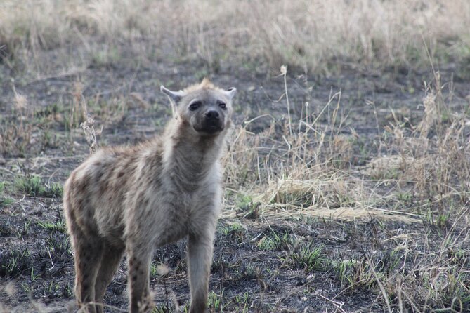 2 days private lodge safari - Day two: descending into Ngorongoro Crater