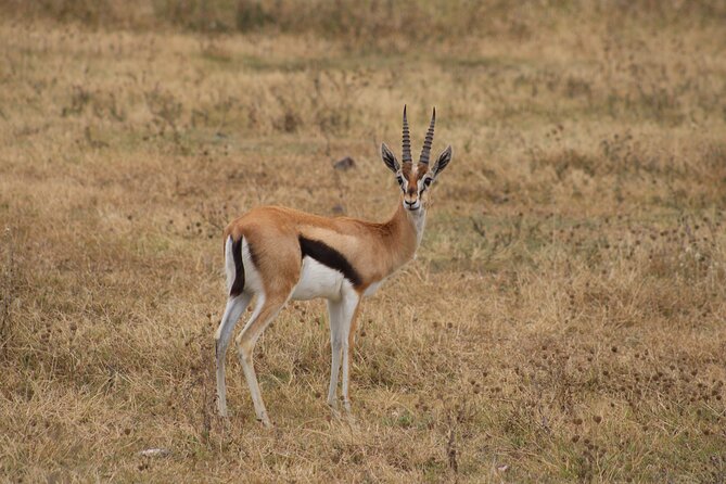 2 days private lodge safari - The guide can shape the whole experience
