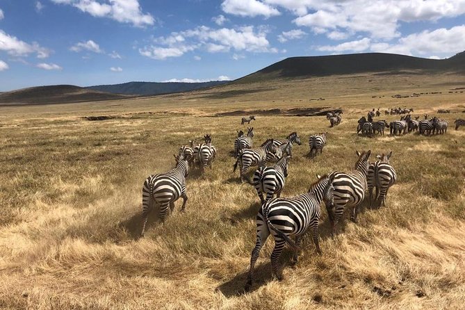 2-Days Private Midrange Safari; Tarangire & Ngorongoro Crater - Picnic lunch beside the hippo pool