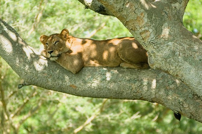 2 Days Safari To Queen Elizabeth National Park with Cruise - The equator stop and Mbarara lunch break