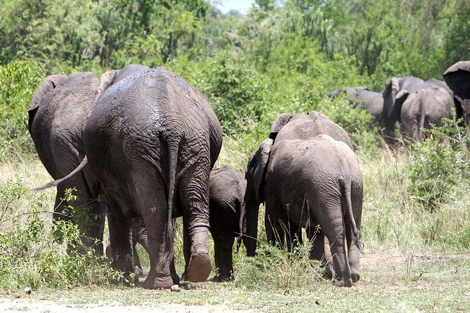 2 Days Safari To Queen Elizabeth National Park with Cruise - The return journey and Mpambire Drum Centre