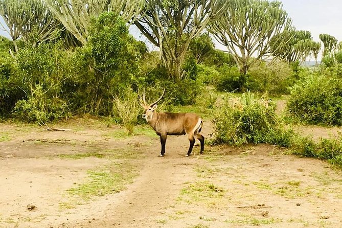 2 Days Safari To Queen Elizabeth National Park with Cruise - Who will enjoy this private safari