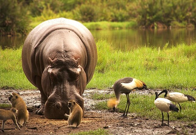 2 Days Safari Tsavo East - Why Two Days in Tsavo East Makes Sense