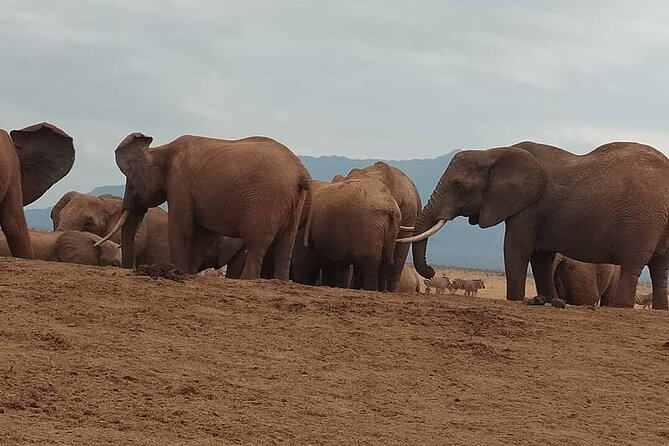 2 Days Safari Tsavo East - The 4 p.m. Afternoon Safari