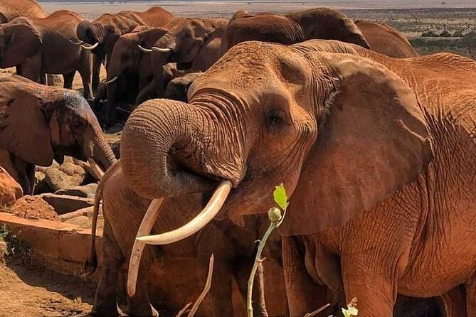 2 Days Safari Tsavo East - The Early Breakfast and Second Safari Day