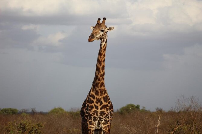 2 Days Safari Tsavo East - What the Private Vehicle Changes