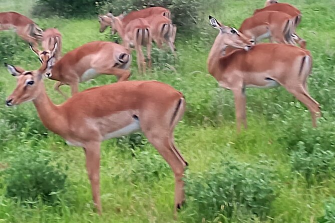 2 Days Safari Tsavo East - What Is Included in the $600 Price