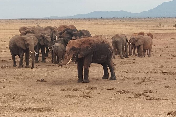 2 Days Safari Tsavo East - Who Will Get the Most From This Safari