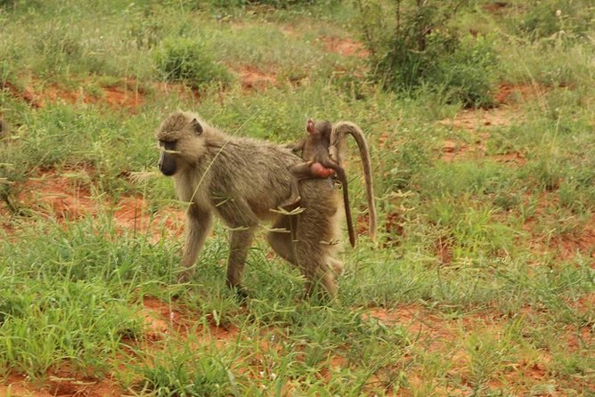 2 Days Safari Tsavo East - The Midday Break at Voi Safari Lodge or Another Camp