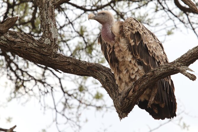 2 Days Tarangire and Ngorongoro Group Camping Safari - Camping near Ngorongoro keeps the second day moving