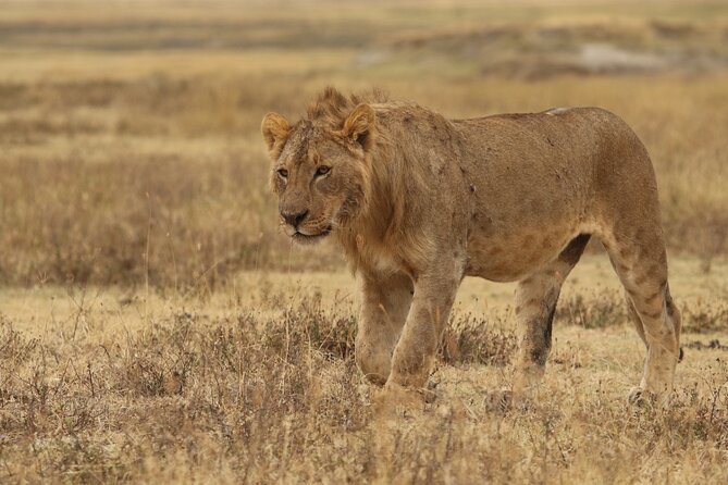 2 Days Tarangire and Ngorongoro Group Camping Safari - Pickup, meeting point, and the short-trip tradeoff