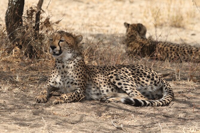 2 Days Tarangire and Ngorongoro Group Camping Safari - Is $550 a fair price?