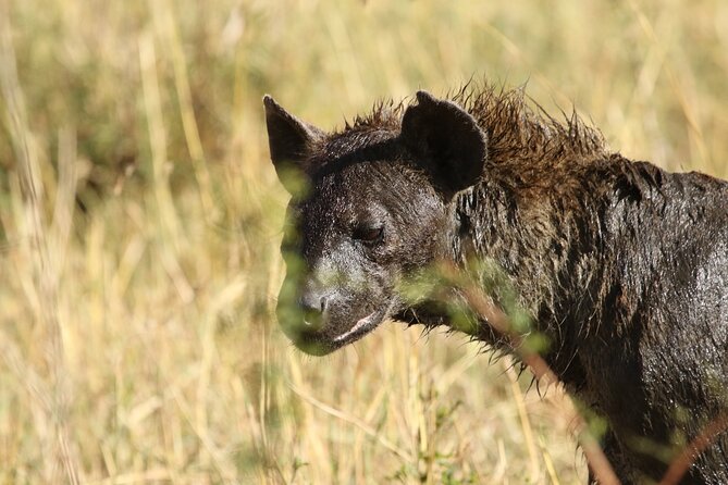 2 Days Tarangire and Ngorongoro Group Camping Safari - Who should book this safari?