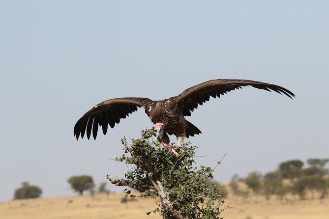 2 Days Tarangire and Ngorongoro Group Camping Safari - Day two: descending into Ngorongoro Crater