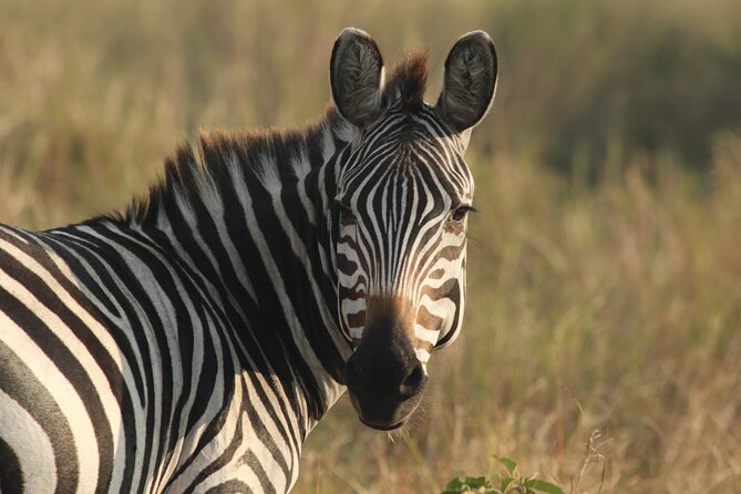 2 Days Tarangire and Ngorongoro Mid-Range Group Safari - Key things to know before booking