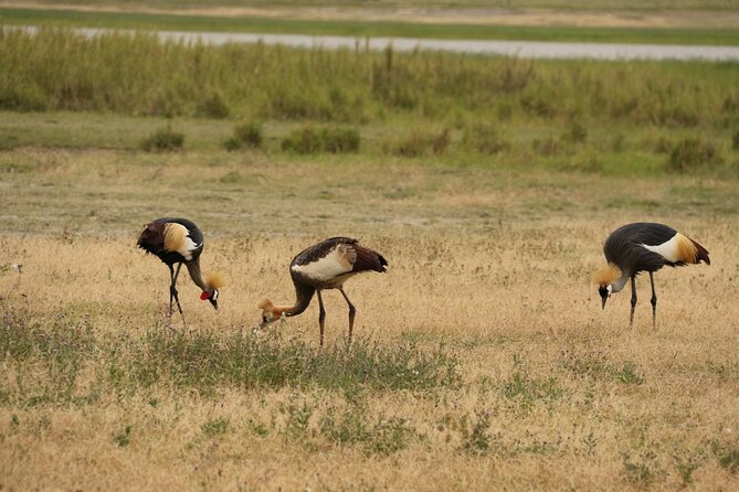 2 Days Tarangire and Ngorongoro Mid-Range Group Safari - Comfort, meals, and what to bring
