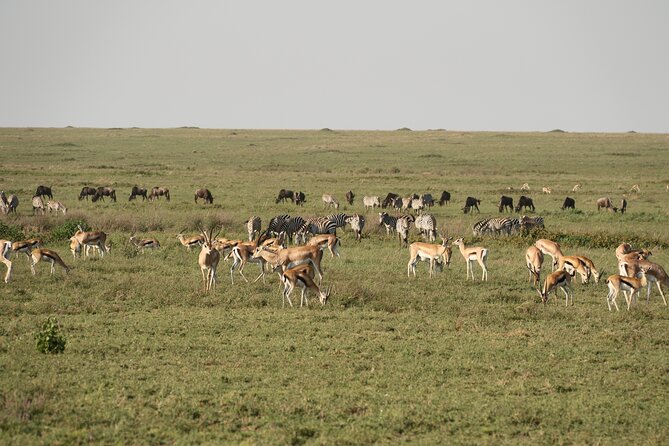 2 Days Tarangire and Ngorongoro Mid-Range Group Safari - Day one: elephants and baobabs in Tarangire