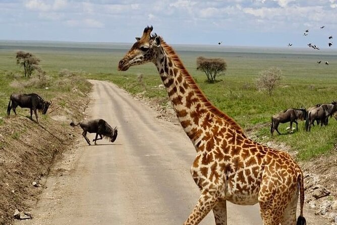 2 days Tarangire and Ngorongoro short safari - The guide can shape the whole experience