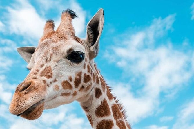2 days Tarangire and Ngorongoro short safari - Who should choose this itinerary