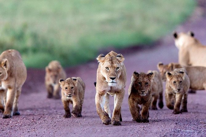 2 Days Tarangire & Ngorongoro Budget Safari Tour Tanzania - Why Tarangire is the right first park
