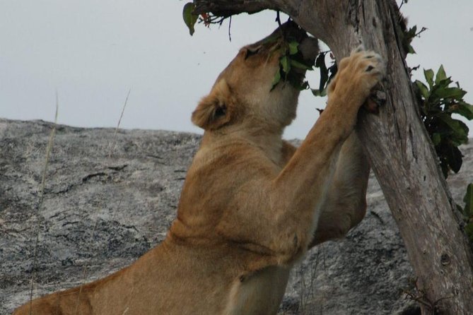 2 Days Tarangire & Ngorongoro Budget Safari Tour Tanzania - Is $520 a fair price?