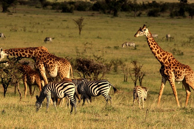 2 Days Tarangire & Ngorongoro Budget Safari Tour Tanzania - Who should book this two-day safari?