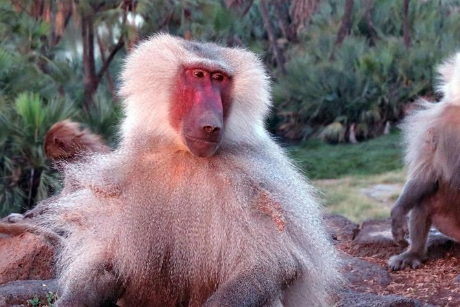 2 Days Wildlife Safari to Awash National Park - A compact safari from Addis Ababa