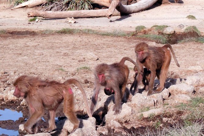 2 Days Wildlife Safari to Awash National Park - Afternoon wildlife on the Ilala Sala Plain
