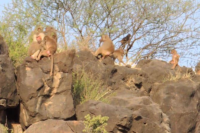 2 Days Wildlife Safari to Awash National Park - Genet Hotel and the overnight rhythm