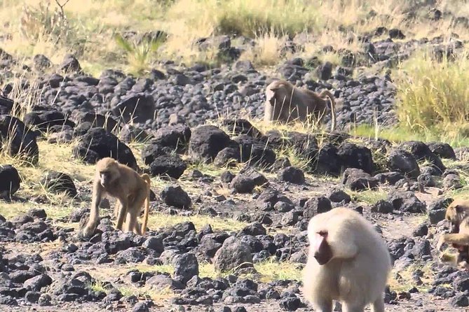 2 Days Wildlife Safari to Awash National Park - The early game drive on Day 2