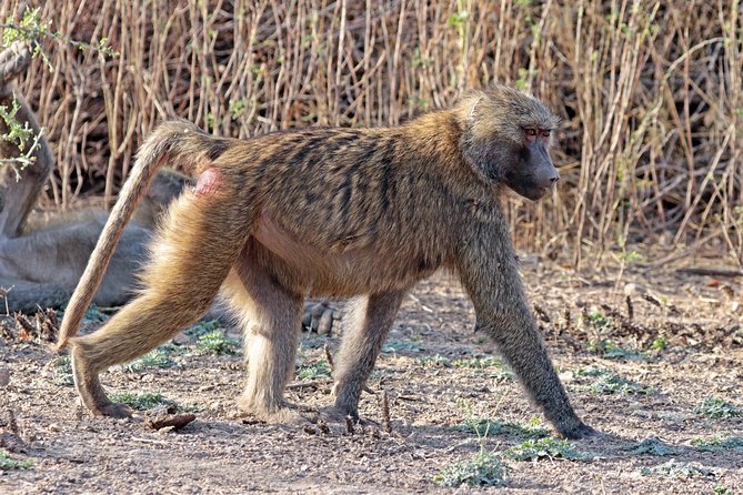 2 Days Wildlife Safari to Awash National Park - Sodere hot springs and the return to Addis