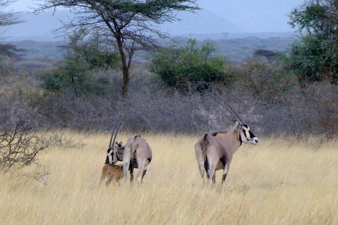 2 Days Wildlife Safari to Awash National Park - Wildlife, guiding, and the security question