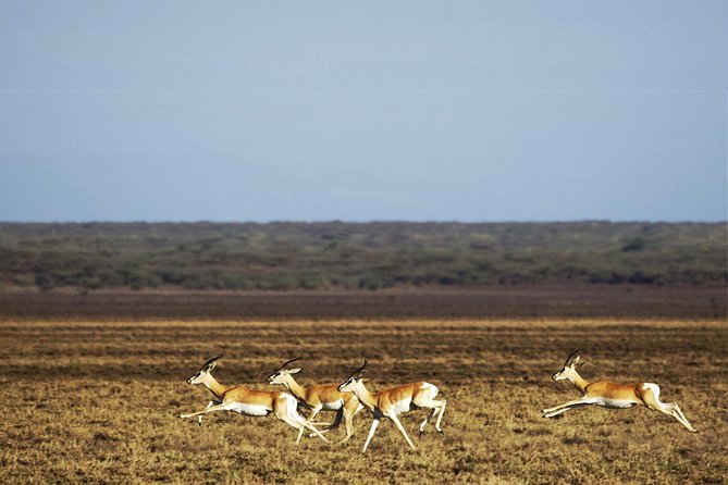 2 Days Wildlife Safari to Awash National Park - Who will get the most from this trip