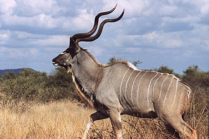 2 Days Wildlife Safari to Awash National Park - Awash Falls, with modest expectations