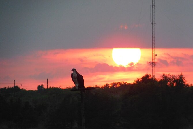 2-Hour Sunset Safari Eco Cruise on the Osprey from Cape May - Key points to know before booking