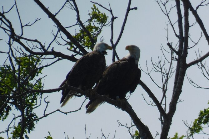 2-Hour Sunset Safari Eco Cruise on the Osprey from Cape May - Entering Cape May’s back bay at 6 p.m.