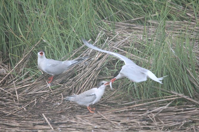 2-Hour Sunset Safari Eco Cruise on the Osprey from Cape May - The boat, seating, and comfort details