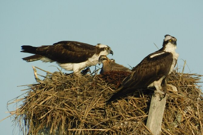 2-Hour Sunset Safari Eco Cruise on the Osprey from Cape May - What you get for $38