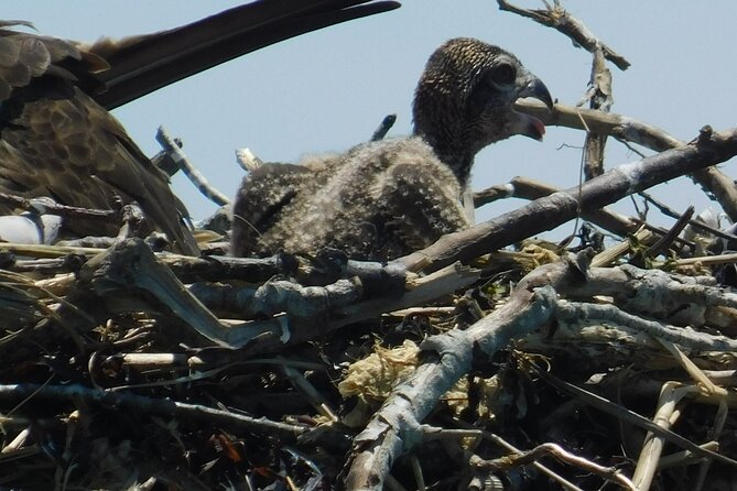 2-Hour Sunset Safari Eco Cruise on the Osprey from Cape May - Who should book, and who should think twice