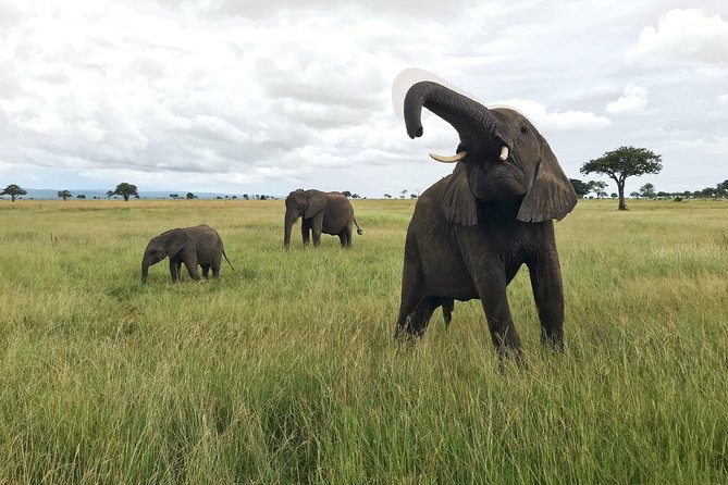 2 nights 3 days safari to mikumi national park - The best parts of this Mikumi safari